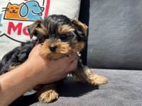 Wc eğitimli  tea cup yorkshire terrier 