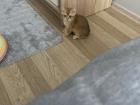 British shorthair yavrumuz için ulaşın