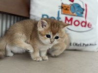 Ankaranın en elit golden british shorthair yavruları
