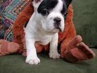 Anatomi Harikası French Bulldog Bebekler