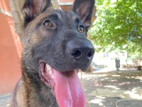 Aşılar Yapılı Belçika Kurdu