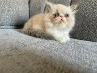 Pamuk iran kedisi bebeklerim