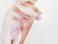 Aşılı Karneli Irk Garantili Fransız Bulldog