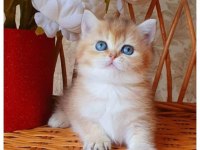 Dünya Harikası Golden Ny12 British Shorthair 