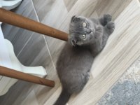 Dişi 2 aylık kırık kulak kedimiz