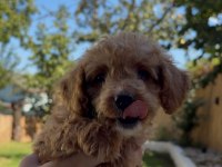 Safkan teacup poodle