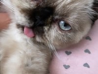 Sütlaç yuva arıyor british shorthair