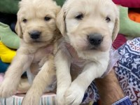 Bebek yüzlü golden retriever köpeklerimiz