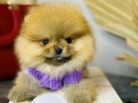 TEDDY BEAR POMERANİAN ADANA DA GÖRÜP ALMAK İSTEYENLERE