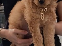 4 AYLIK TOY POODLE SAFKAN BAKIMLI AŞILARI TAM