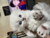 45 günlük dişi british longhair yavrumuzu sahiplendiriyoruz