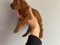 Red Brown Toy Poodle