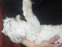 Kısır 2 yaşında erkek british longhair