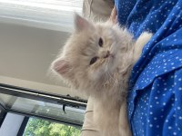 Sarı Şeker Bal Surat Chinchilla Oğlan