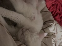2 aylık beyaz erkek british shorthair
