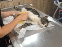 Kedimiz Abidin'e acil yuva arayışımız vardır!