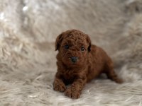 2 aylık Kore poodle bebekler