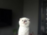 SCOTTISH FOLD BLUE POĞNT YAVRULARIM 