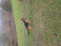 Üst düzey şecereli 2 yaşında dişi alman çoban köpeği