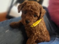 Aşılı Mikro Çıpli Toy Poodle Minikler