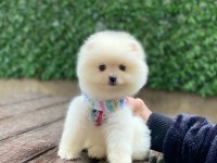 Yeni evlerine gitmeye hazır pomeranian yavruları