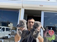 ORJİNAL IRK YAVRU KEDİLER ANKARA MAĞAZAMIZDA GÖRÜN 