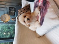 BÜYÜMEYEN MALTİPOO YAVRULARİ 