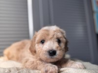 Küçük maltipoo bebeğim