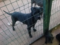 SAFKAN CANE CORSO YAVRULARI