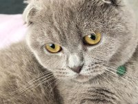 SCOTTİSH FOLD KEDİMİZ
