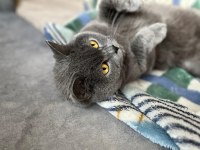 British shorthair kızım yeni yuvasını arıyor top kafa