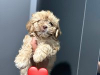 Maltipoo yavrum 55 günlük