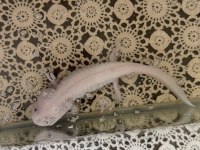 Beyaz albino axolotl