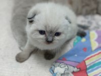 Yavru scottish fold kedisi
