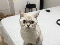 British Shorthair Anne Ve Yavrusu