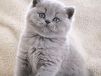 Vazgeçilmez Gri British Shorthair Yavrumuz