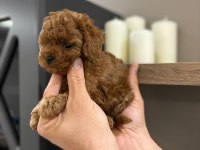 Efsane poodle yavrularımız hazır