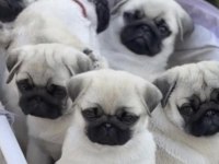 PUG SAFKAN KÖPEKLER