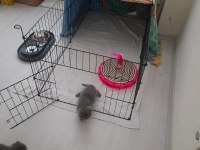 2 aylık top kafa ayı kafa scottish fold