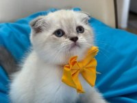Scottish Fold Erkek Yavrumuza Yuva Uyguna