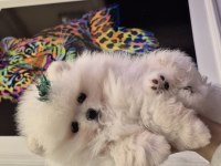 Orjinal pomeranian boo garantili