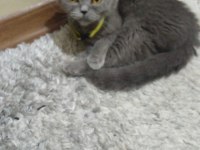 Kızımızı sahiplendiriyoruz british shorthair