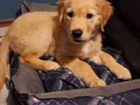 3 Aylık Yavru Golden Retriever