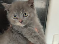 British shorthair miniğime yuva arıyorum