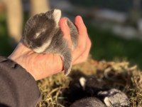 Cüce Tavşan / Netherland Dwarf