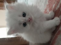 British longhair yavrularımız