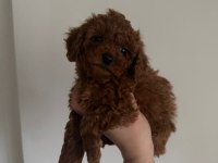 En Koyu Renk Aşılı Kore Poodle Yavrular