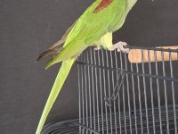 ERKEK YAVRU JUMBO BOY BİLEZİKLİ ALEXANDER