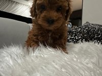A KALİTE ORJİNAL TOY POODLE