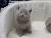 Lilac Bicolor British Shorthair